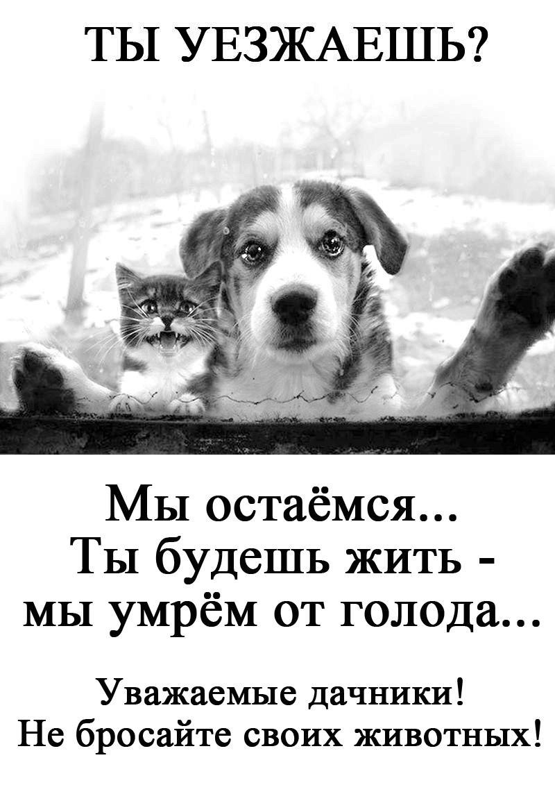 не забывай животных