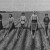 Новая система земледелия И.Е. Овсинский. Глава 12: Уход за почвой и за растениями после посева