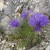 Эдрайантус траволистный (Edraianthus graminifolius)