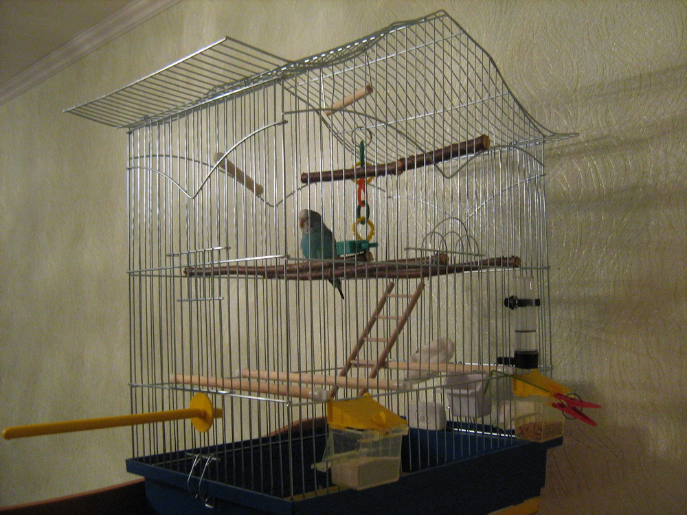 kletki