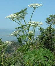 508px-Cow_Parsnip