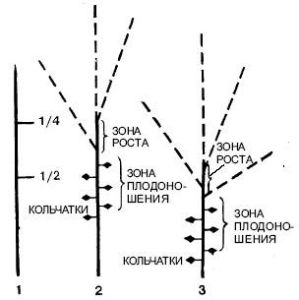 shema-obrezki