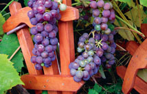 vinograd