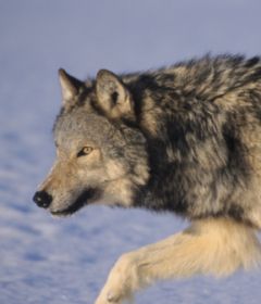 volk