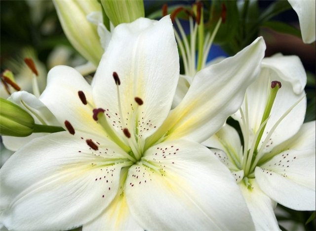 lilii