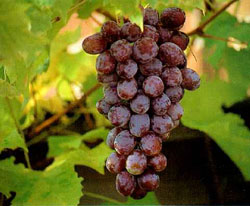 vin1