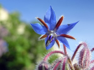 borago4-300x225