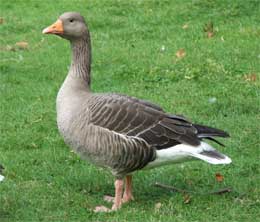 gus