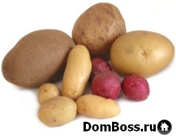kartoshka-rost-2