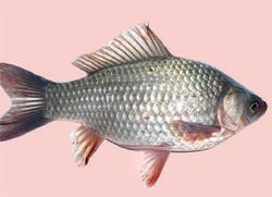 karas2