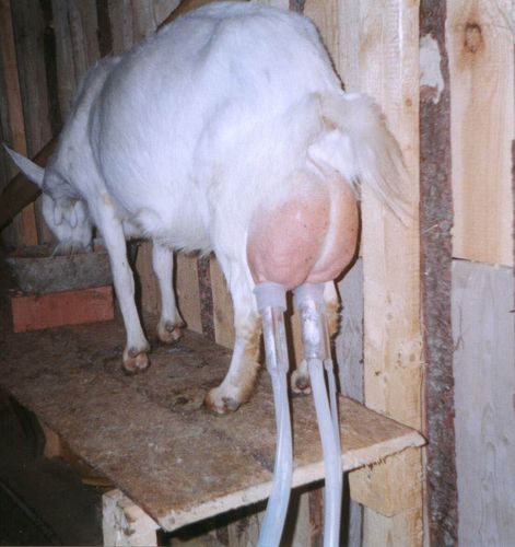 kozadoy