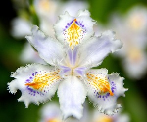 iris-300x249