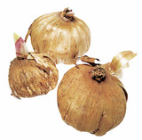 lukovici