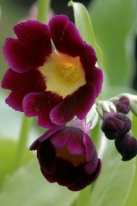 primula