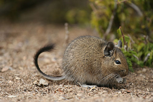 Octodon-degu3