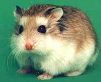 Roborovskogo