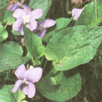 fialka