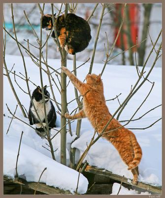 Мартовские коты это значит что. Смотреть фото Мартовские коты это значит что. Смотреть картинку Мартовские коты это значит что. Картинка про Мартовские коты это значит что. Фото Мартовские коты это значит что