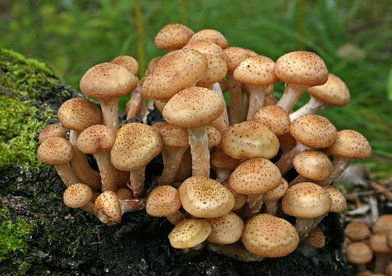 opyata