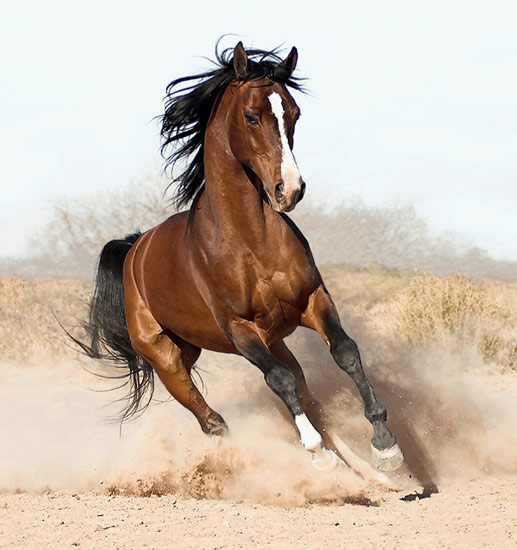 Horse