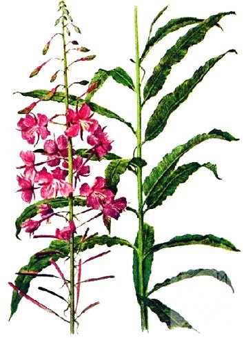 с чем можно спутать кипрей. Смотреть фото с чем можно спутать кипрей. Смотреть картинку с чем можно спутать кипрей. Картинка про с чем можно спутать кипрей. Фото с чем можно спутать кипрей с чем можно спутать кипрей. Смотреть фото с чем можно спутать кипрей. Смотреть картинку с чем можно спутать кипрей. Картинка про с чем можно спутать кипрей. Фото с чем можно спутать кипрей