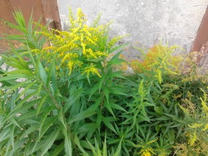 с чем можно спутать кипрей. Смотреть фото с чем можно спутать кипрей. Смотреть картинку с чем можно спутать кипрей. Картинка про с чем можно спутать кипрей. Фото с чем можно спутать кипрей с чем можно спутать кипрей. Смотреть фото с чем можно спутать кипрей. Смотреть картинку с чем можно спутать кипрей. Картинка про с чем можно спутать кипрей. Фото с чем можно спутать кипрей