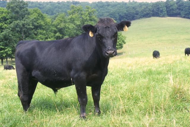 Angus