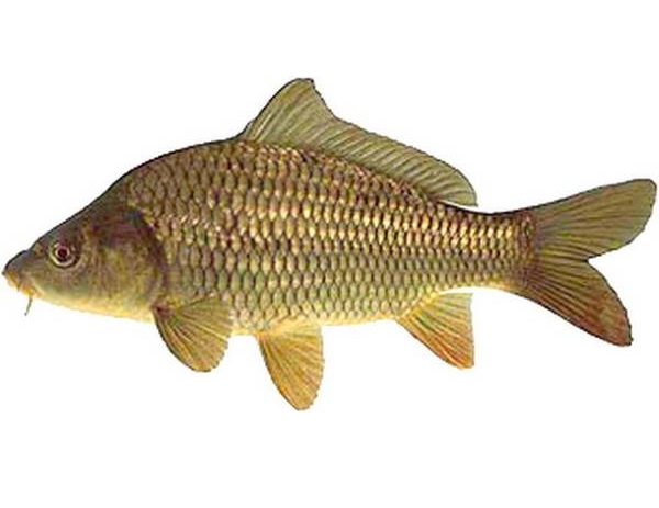 karp