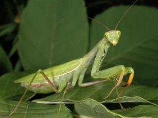 bogomol