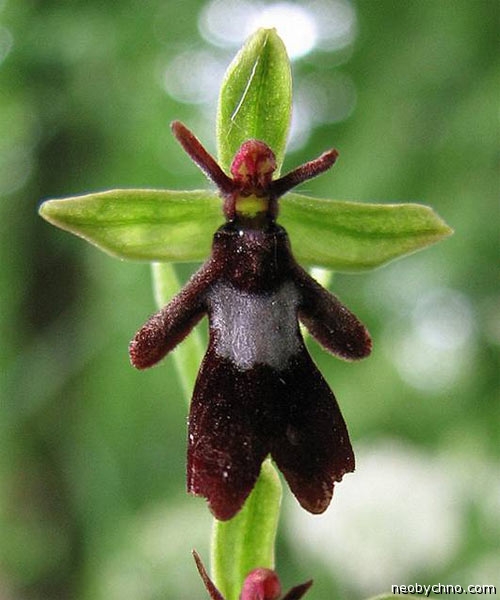 fly-orchid