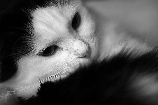 kisa