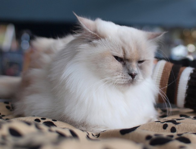 cats