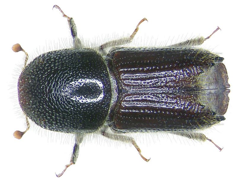 typographus