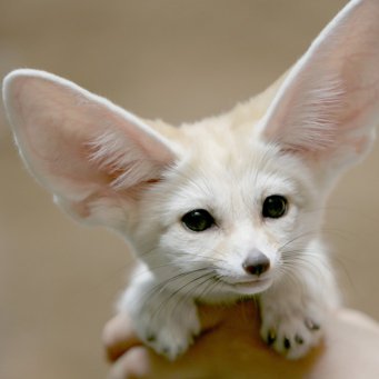 fenek