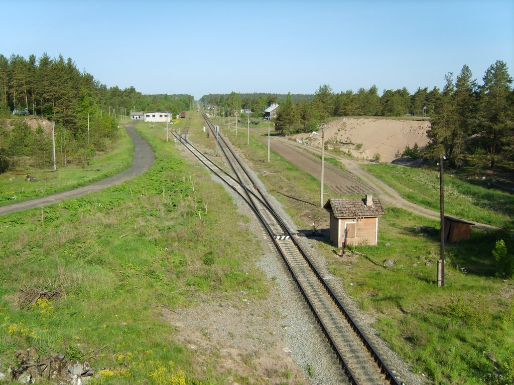 kuolemoyarve