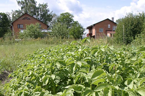 kartofel