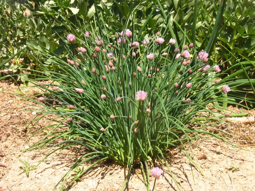 Allium-schoenoprasum