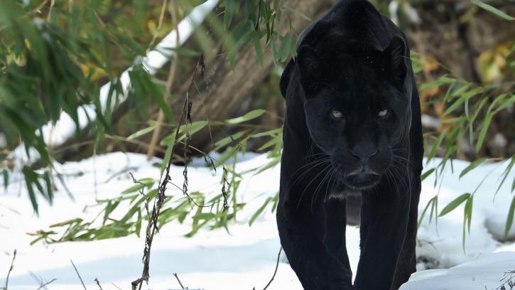 panther