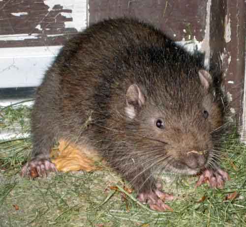aplodontiya
