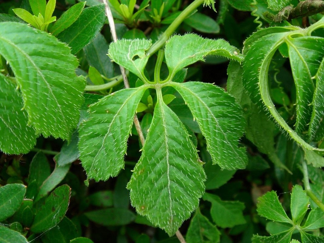Gynostemma-pentaphyllum
