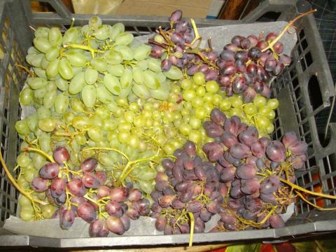 Виноград выращенный в Ленобласти