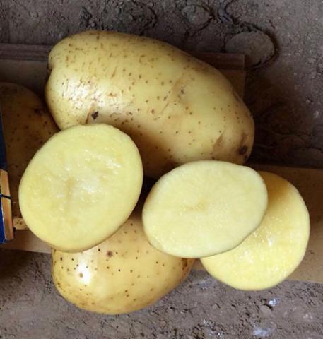 Сорт картофеля Бриз Сорт картофеля Бриз