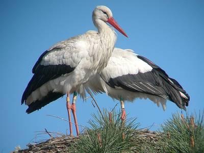 Волшебная птица - белый аист. Устройство гнезда для аиста