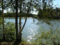 Посадка кустарников и деревьев