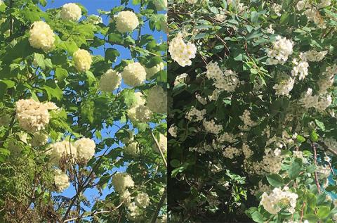 Домодедово: Калина белая - калина красная