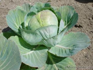 Капусту спасут обильный полив и... горчица