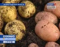 Агрономы вырастили новый сорт картофеля 