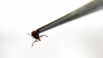 С первым клещём...