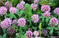 Съедобные растения России