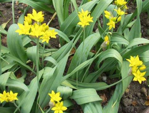 Лук золотистый или моли (Allium moly)